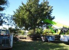 Kwikfynd Tree Management Services
diamondtree