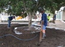Kwikfynd Tree Transplanting
diamondtree